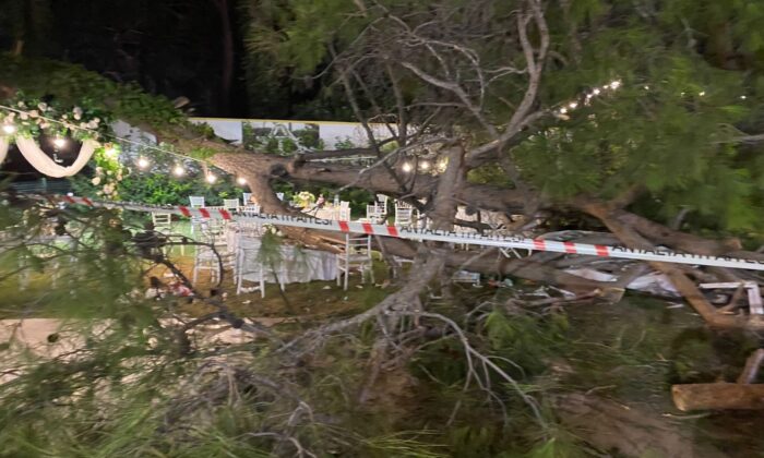 Antalya’da düğün sırasında ağaç devrildi: 1 ölü, 7 yaralı