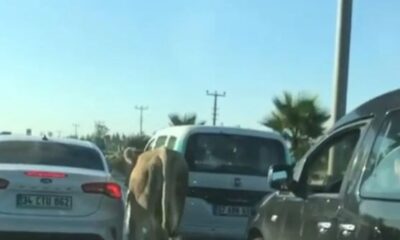 Antalya’da firari dana araç trafiğinde ilerledi