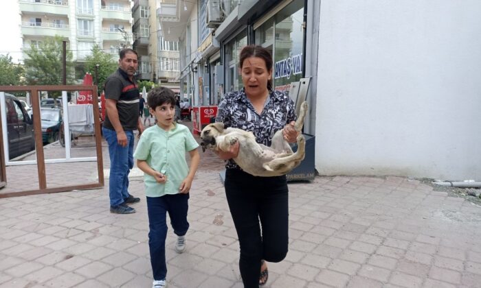 Araba çarpması sonucu yaralanan yavru köpeği kucağına alarak veterinere koşturdu