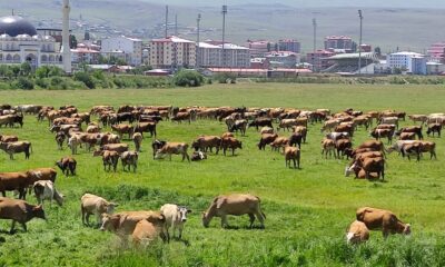 Ardahan’ı kuraklık vurdu, hayvanlar yaylalardan indirilip meralara bırakıldı
