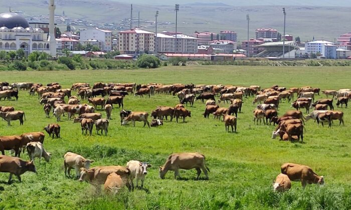 Ardahan’ı kuraklık vurdu, hayvanlar yaylalardan indirilip meralara bırakıldı