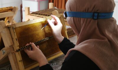 Arı sütüne aile eli değdi