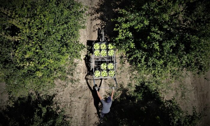 Armut hasadı başladı, çiftçi fiyatlardan memnun