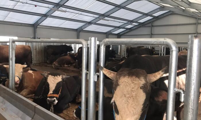 Arnavutköy Belediyesi’nin hijyenik kurban kesim alanına büyük ilgi