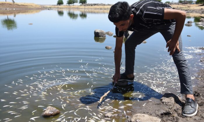 Asırlardır balıkların yaşadığı çayda korkutan görüntüler
