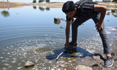 Asırlardır balıkların yaşadığı çayda korkutan görüntüler