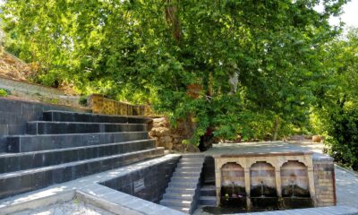 Asırlık çınar turizme kazandırıldı