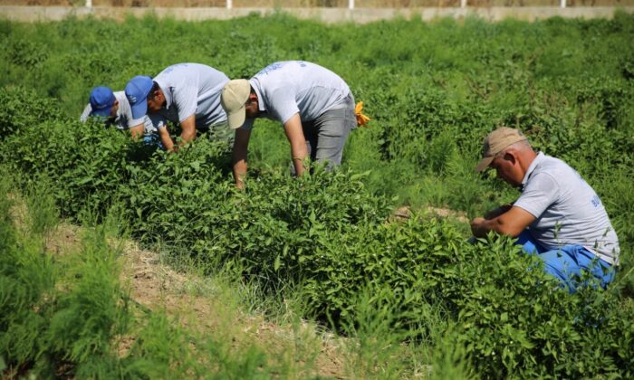Ata tohumları, Halk Ege Et tezgahlarında yerini aldı