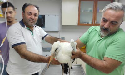 Ayağı kopan leylek tedaviye alındı