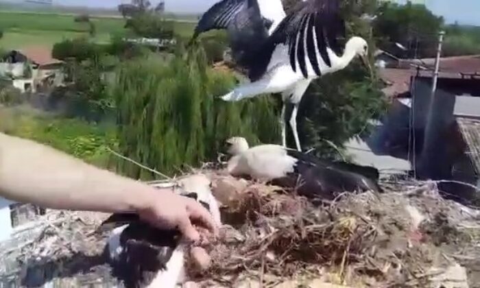 Ayağına tel takılan yavru leyleği itfaiye ekipleri kurtardı