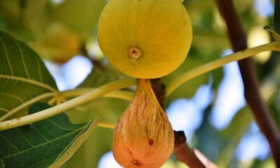 Aydın’da incir ihracat tarihleri belirlendi