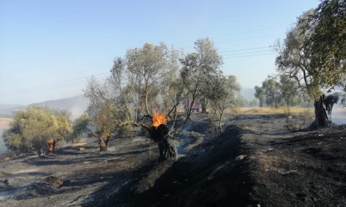 Aydın’da zirai alanda yangın çıktı