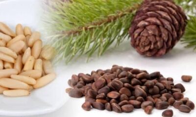 Aydın’ın çam fıstığı da coğrafi işaretli olarak dünyaya açılıyor