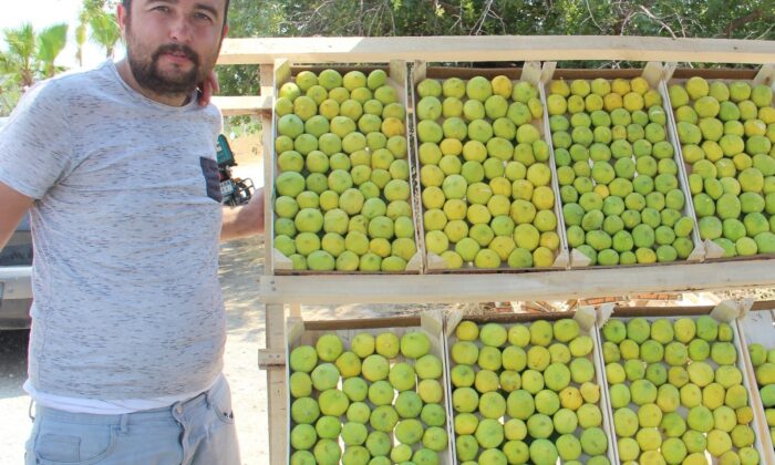 Aydın’ın milli meyvesi incir tezgahlarda yerini aldı
