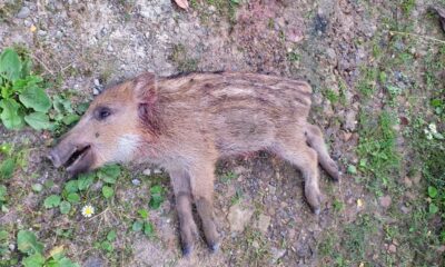 Ayı ve yavruları korkutuyor