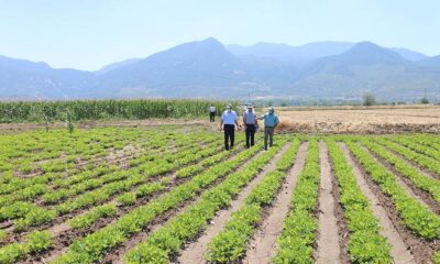 “Ayşehanım” yer fıstığı demonstrasyon çalışması