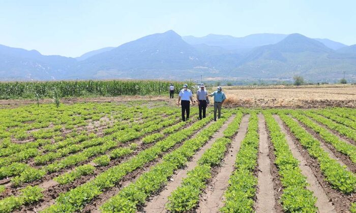“Ayşehanım” yer fıstığı demonstrasyon çalışması