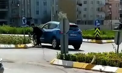 Bafra’da belediyenin refüje diktiği çiçekleri çaldılar
