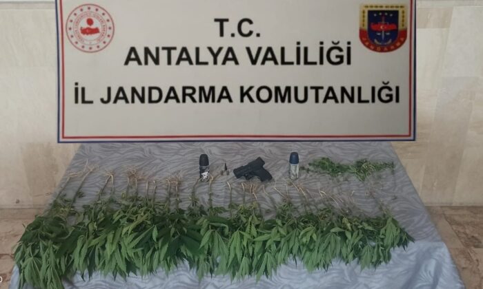 Bahçesinde kenevir eken şahıs, düzenlenen operasyonla gözaltına alındı