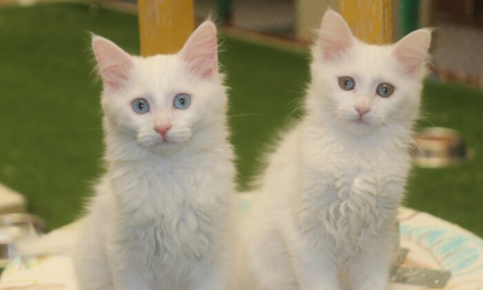 Bakanlık kararı Van kedisi hayranlarını sevindirdi