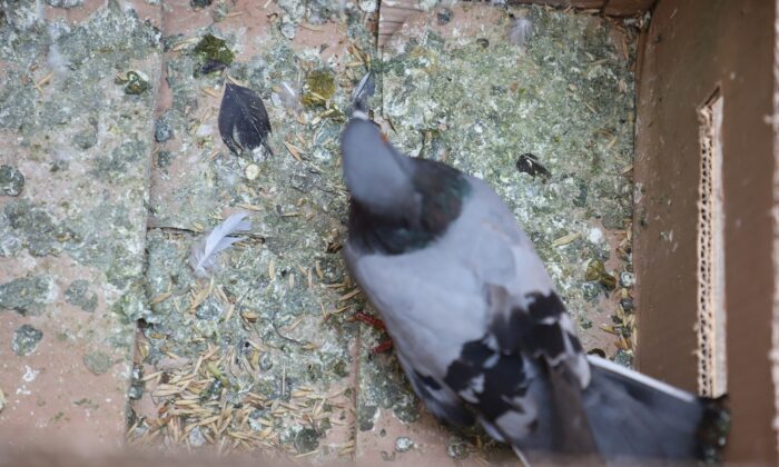 Balkona sığınan kanadı kırık güvercine şefkat eli