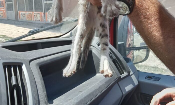 Balkonda mahsur kalan kediyi itfaiye kurtardı