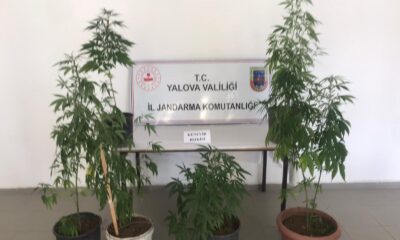 Balkonunda Hint keneviri yetiştiren şahıs gözaltına alındı