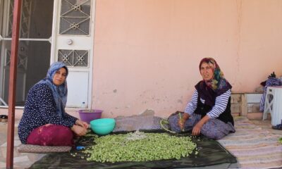 Bamya hasadı başladı