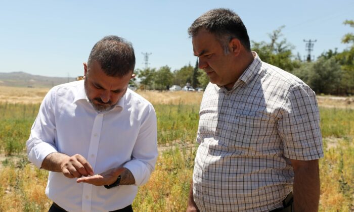 Başkan Ercan, biçerdövere binerek ekin biçti