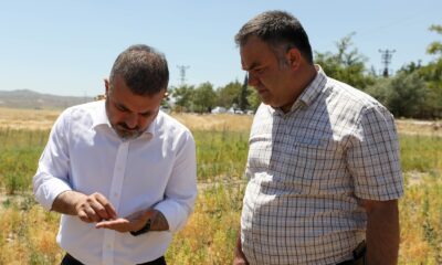 Başkan Ercan, biçerdövere binerek ekin biçti