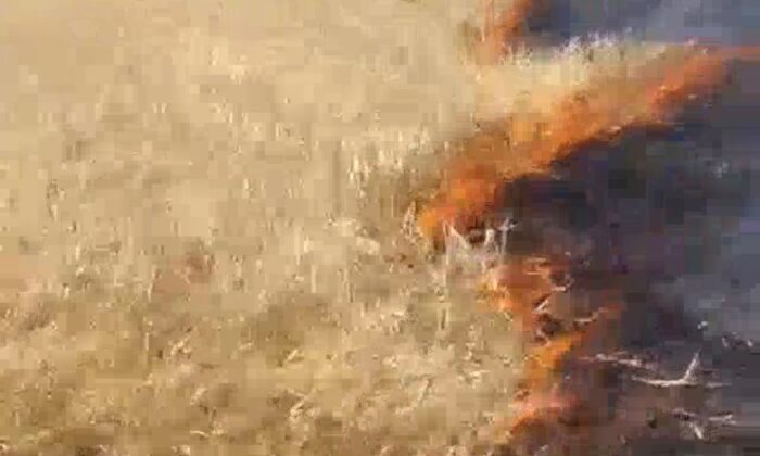 Başkan Sayan’a ait tarım arazisinde yangın çıktı