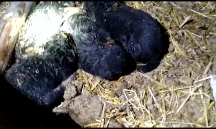 Başkent’te gecekonduda çıkan yangın rüzgarın etkisiyle önce boş ahıra daha sonra tarlaya sıçradı