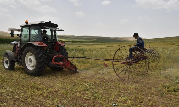 Başkent’te kırmızı mercimekte hasat zamanı