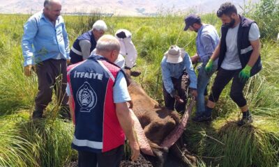 Bataklığa saplanan ineği itfaiye ekipleri kurtardı