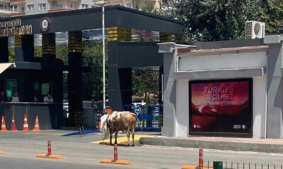 Batman’da kaçan kurbanlık polis, zabıta ve vatandaşları peşinden koşturdu