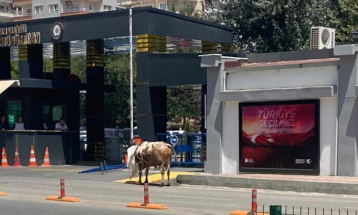 Batman’da kaçan kurbanlık polis, zabıta ve vatandaşları peşinden koşturdu