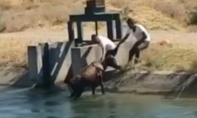 Batman’da su kanalına bir inek düştü, vatandaşlar son anda yetişti