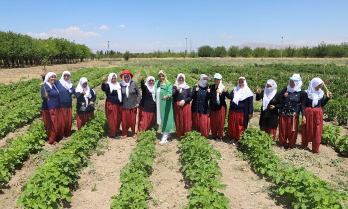 Battalgazi’nin gönüllü kadınları, ilk hasatlarını topladı