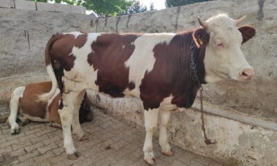 Bayram sabahı kaçan hayvan hala bulunamadı