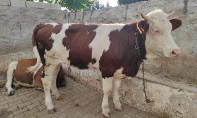 Bayram sabahı kaçan kurbanlık, 18 kilometre uzaklıkta bulundu