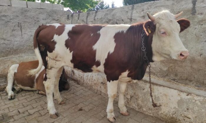 Bayram sabahı kaçan kurbanlık, 18 kilometre uzaklıkta bulundu