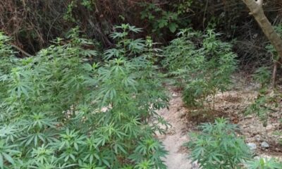 Belen’de 200 kök Hint keneviri ele geçirildi