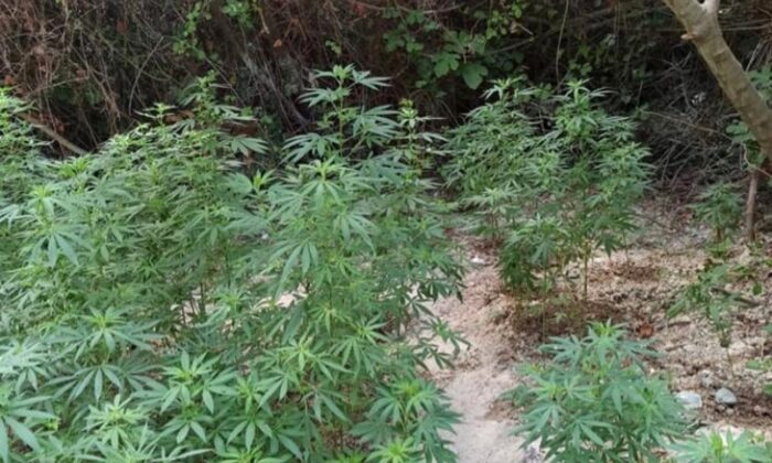 Belen’de 200 kök Hint keneviri ele geçirildi