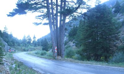 Beş kardeşler anıt ağacı görenlerin ilgisini çekiyor