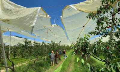 Beykoz’da yerel tarımla elde edilen kirazlar, Beykozluların evlerine dağıtıldı
