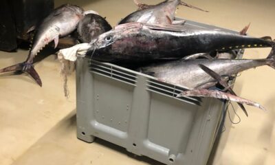 Beylikdüzü’nde yasak dönemde avlanan bin 600 kilo orkinos balığına el konuldu