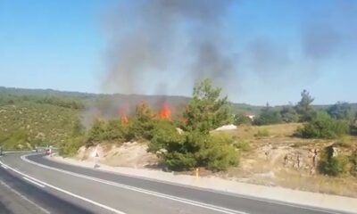 Bilecik’te ormanlık alanda yangın: 1 kişi gözaltına alındı