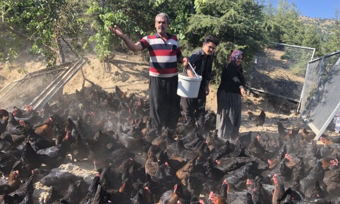 Binlerce tavuk gençlerin geleceği oldu