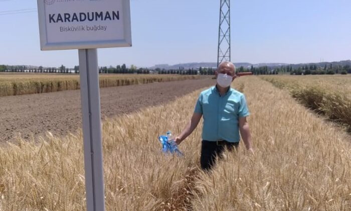 Bisküvilik buğday çeşit adayı tescil edildi