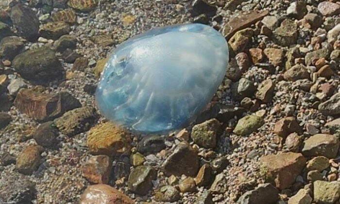 Bodrum’da 5 kiloluk denizanası sahile vurdu